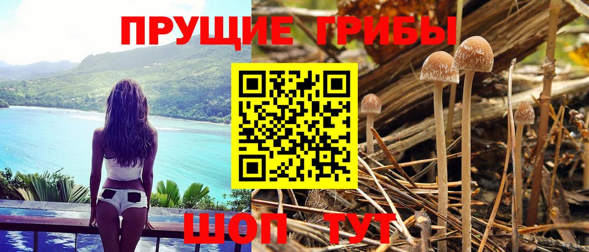 Псилоцибиновые грибы GOLDEN TEACHER Светлоград